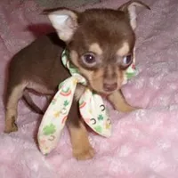 COCO MAN, a male Chihuahua for sale in Canton, MS – Photo 1 of 3