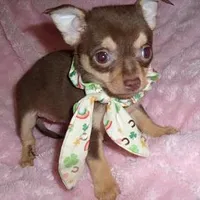 COCO MAN, a male Chihuahua for sale in Canton, MS – Photo 2 of 3