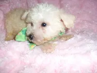 JASPER, a male Maltipoo for sale in Canton, MS – 4 of 4