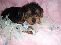 BABY YORK, a male Yorkshire Terrier for sale in Canton, MS – 3 of 3