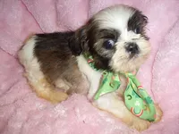 PEPPER, a male Shih Tzu for sale in Canton, MS – 1 of 4
