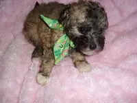 CUDDLES, a male Maltipoo for sale in Canton, MS – 1 of 4