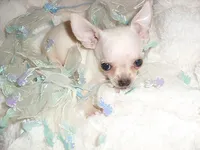 ANGEL, a female Chihuahua for sale in Canton, MS – 2 of 3