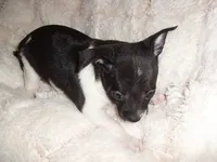 ANGEL, a female Chihuahua for sale in Canton, MS – 5 of 5