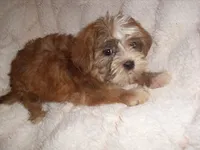 CARSON, a male Shorkie for sale in Canton, MS – 5 of 5