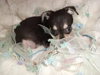 PEPPER, a male Chihuahua for sale in Canton, MS – 2 of 3