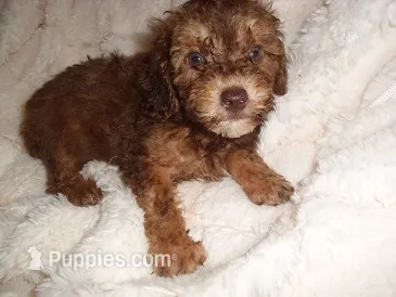 COCO MAN – Poodle - Toy  puppy for sale in Canton, MS