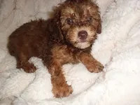 COCO MAN, a male Poodle - Toy  for sale in Canton, MS – 1 of 5