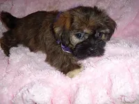 SISSY, a female Shih Tzu for sale in Canton, MS – 1 of 2