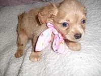 GOLDEN GIRL, a female Chihuahua for sale in Canton, MS – Photo 2 of 2