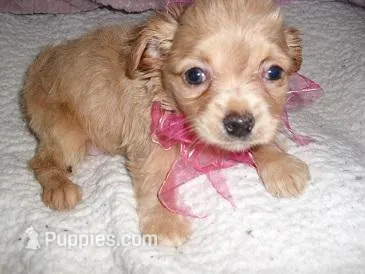 GOLDEN GIRL – Chihuahua puppy for sale in Canton, MS