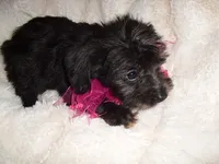 SADIE, a female Yorkipoo for sale in Canton, MS – 4 of 4