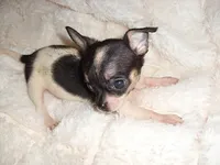 TEACUP ZIPPY, a male Chihuahua for sale in Canton, MS – 5 of 6