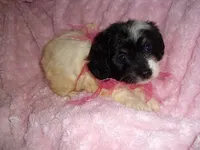 MORKIE GIRL, a female Morkie for sale in Canton, MS – 2 of 4