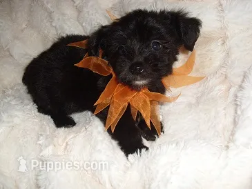 OSCAR – Yorkipoo puppy for sale in Canton, MS