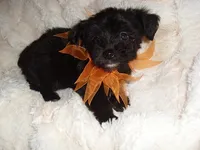 OSCAR, a male Yorkipoo for sale in Canton, MS – 1 of 4