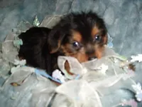 CASPER, a male Yorkipoo for sale in Canton, MS – 3 of 4