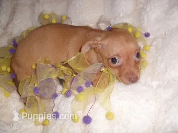 GOLDEN GIRL – Chihuahua puppy for sale in Canton, MS