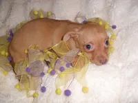 GOLDEN GIRL, a female Chihuahua for sale in Canton, MS – 1 of 3