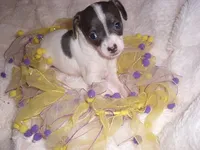 PUDDING, a female Chihuahua for sale in Canton, MS – 4 of 5