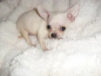 ANGEL, a female Chihuahua for sale in Canton, MS – 1 of 3