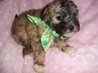 CUDDLES, a male Maltipoo for sale in Canton, MS – 2 of 4