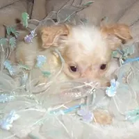 FLUFFY MAN, a male Chihuahua for sale in Canton, MS – Photo 4 of 4