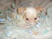 FLUFFY MAN, a male Chihuahua for sale in Canton, MS – Photo 4 of 4