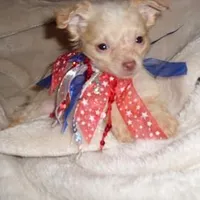 FLUFFY MAN, a male Chihuahua for sale in Canton, MS – Photo 1 of 4