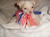 FLUFFY MAN, a male Chihuahua for sale in Canton, MS – Photo 1 of 4