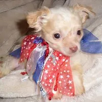 FLUFFY MAN, a male Chihuahua for sale in Canton, MS – Photo 2 of 4