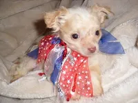 FLUFFY MAN, a male Chihuahua for sale in Canton, MS – Photo 2 of 4