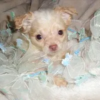 FLUFFY MAN, a male Chihuahua for sale in Canton, MS – Photo 3 of 4