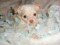 FLUFFY MAN, a male Chihuahua for sale in Canton, MS – Photo 3 of 4