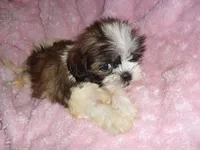 SCOOTER, a male Shih Tzu for sale in Canton, MS – 3 of 4