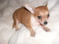 BETSY, a female Chihuahua for sale in Canton, MS – 2 of 4