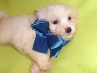 DEXTER, a male Maltipoo for sale in Canton, MS – 4 of 5