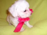 MIA, a female Maltipoo for sale in Canton, MS – 3 of 3