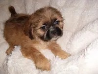 SAMMY, a male Shih Tzu for sale in Canton, MS – 3 of 4