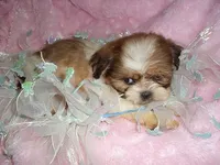 BUCKET, a male Shih Tzu for sale in Canton, MS – 2 of 4