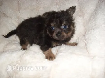 fluffy man – Chihuahua puppy for sale in Canton, MS