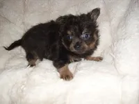 fluffy man, a male Chihuahua for sale in Canton, MS – 1 of 5