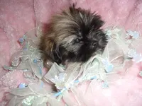 DIESEL, a male Shih Tzu for sale in Canton, MS – 2 of 4