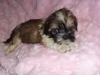 BAM BAM, a male Shih Tzu for sale in Canton, MS – 3 of 3