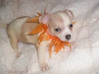 BAILEY, a male Chihuahua for sale in Canton, MS – 2 of 3