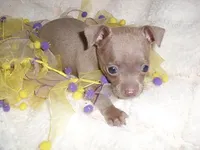 ANGEL BABY, a female Chihuahua for sale in Canton, MS – 2 of 3