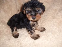 SPECIAL BABY, a female Yorkshire Terrier for sale in Canton, MS – 1 of 2