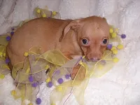 GOLDEN GIRL, a female Chihuahua for sale in Canton, MS – 2 of 3