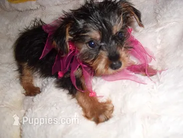 TINY ANGEL – Yorkshire Terrier puppy for sale in Canton, MS