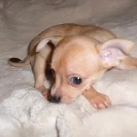 BAMBI, a female Chihuahua for sale in Canton, MS – Photo 5 of 5